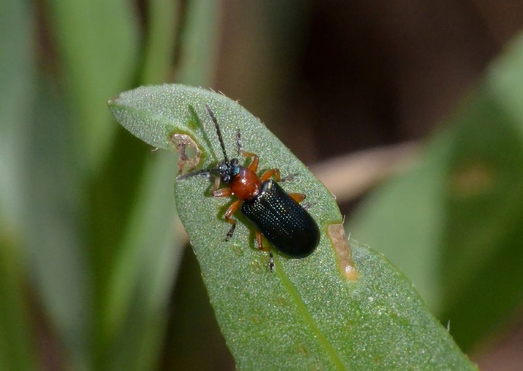 Chysomelidae: Oulema sp.,  (O. melanopus opp. O. duftschmidi)